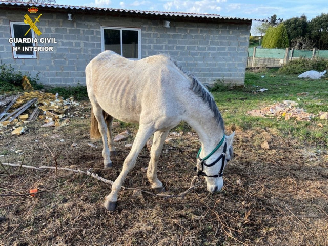 Cabalo desnutrido achado pola Garda Civil polo que foron investigados un veciño de Cerceda e outro da Coruña como presuntos  Autores dun delito de malos tratos animais.
