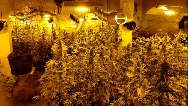 Plantación 'indoor' de cannabis desmantelada na Coruña pola Garda Civil.