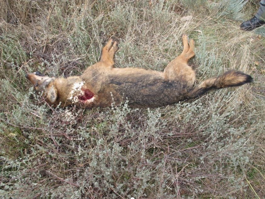 Lobo ibérico abatido ilegalmente por un cazador furtivo na Veiga (Ourense).
