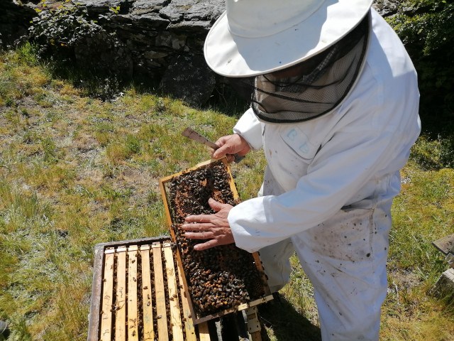 Un apicultor traballando coas súas colmeas