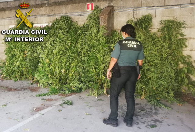 Marihuana incautada en varias intervencións da Garda Civil nos municipios pontevedreses de Mondariz e Salvaterra do Miño.