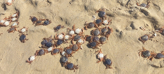 Centenares de cangrexos mortos na praia de Meirás, en Ferrolterra