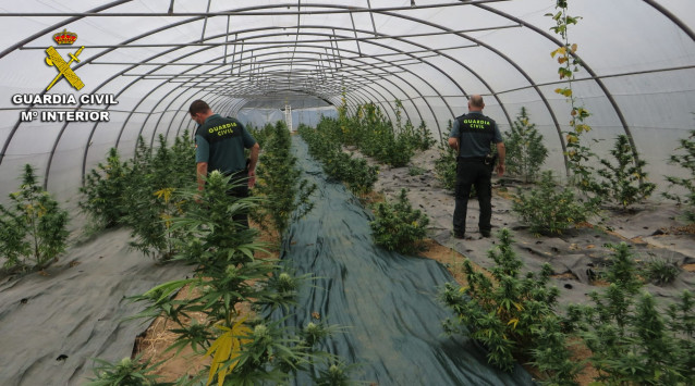 Plantación de marihuana en Silleda (Pontevedra)