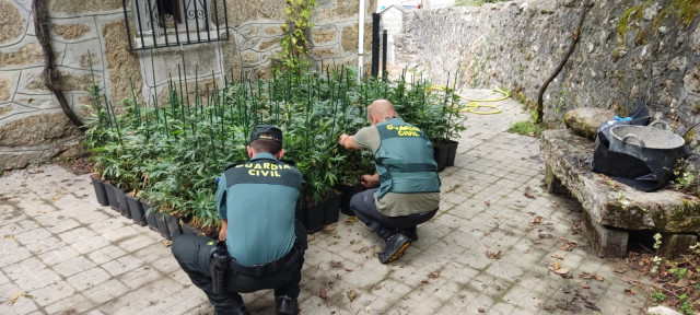 Plantación de marihuana intervida nos Blancos (Ourense).