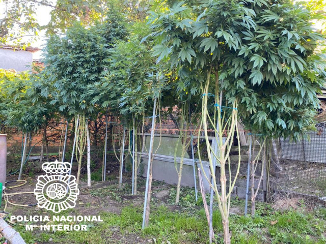Plantación de marihuana intervida en Ourense pola Policía Nacional.