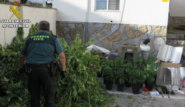 Plantas de marihuana localizadas pola Garda Civil nun invernadoiro de Vilanova de Arousa (Pontevedra), cuxo dono está investigado penalmente por tráfico de drogas e defraudación do fluído eléctrico.