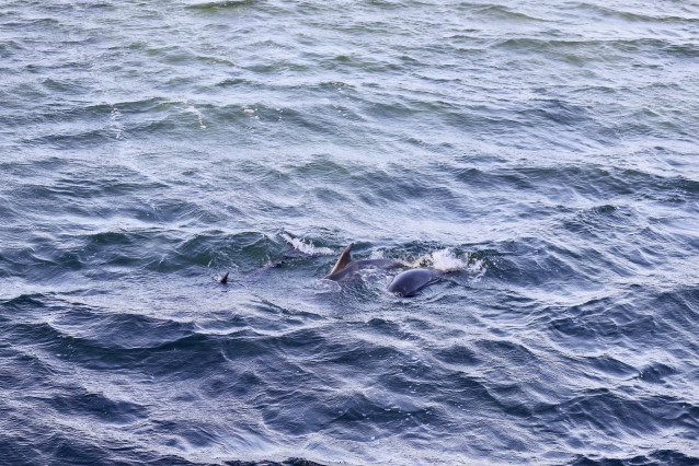Os golfiños Aquelado, Capitán e Grumete  tras ser liberados na Toxa (Pontevedra)