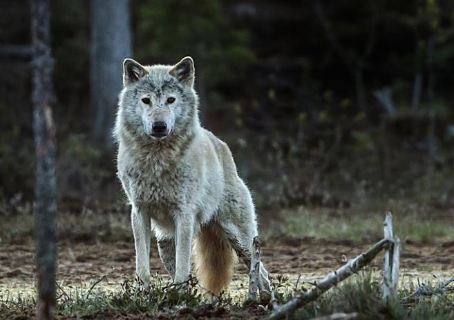 O lobo noruegués-sueco probablemente háxase ido para sempre. A poboación actual descende dos lobos finlandeses que emigraron despois de que exterminamos aos nosos propios lobos fai uns 50 a