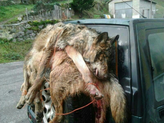 Arquivo -     OVIEDO, 29 8EUROPA PRESS)     Numerosas entidades ecoloxistas e de defensa dos animais asinaron un comunicado no que volven denunciar unha política de xestión do lobo errática e irracional por parte do Principado de Asturias, q