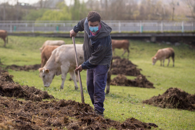 Arquivo - Roberto estende esterco na leira onde pastan as súas vacas do barrio da Tolda, en Lugo, Galicia (España), ao 24 de marzo de 2021. O sector primario foi fundamental durante a pandemia. Agricultores e gandeiros deron o mellor de si m