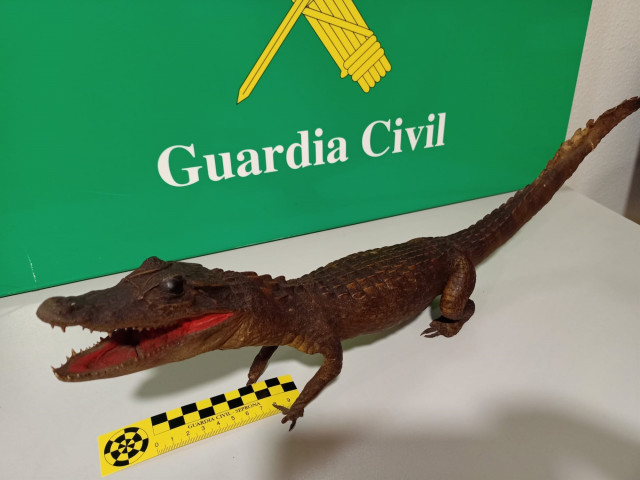 Exemplar de 'caimán cocodrilus' naturalizado intervido na Coruña nun operativo contra o tráfico ilegal de especies.