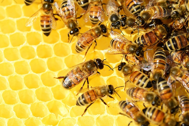 Arquivo - Colemna de abellas