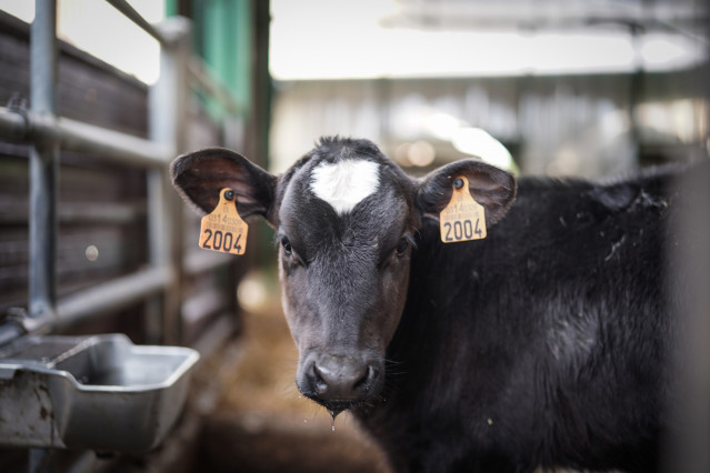 Arquivo - Unha vaca na granxa Lacturale, ao 3 de abril de 2022, en Etxebarri, Navarra, (España).