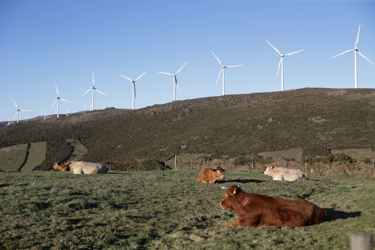 Archivo - Varias vacas reposan frente a una fila de aerogeneradores en el Parque eólico de O Fiouco, de la Serra do Xistral, en la comarca de Terra Cha, a 22 de febrero de 2022, en Abadín, en Lugo.