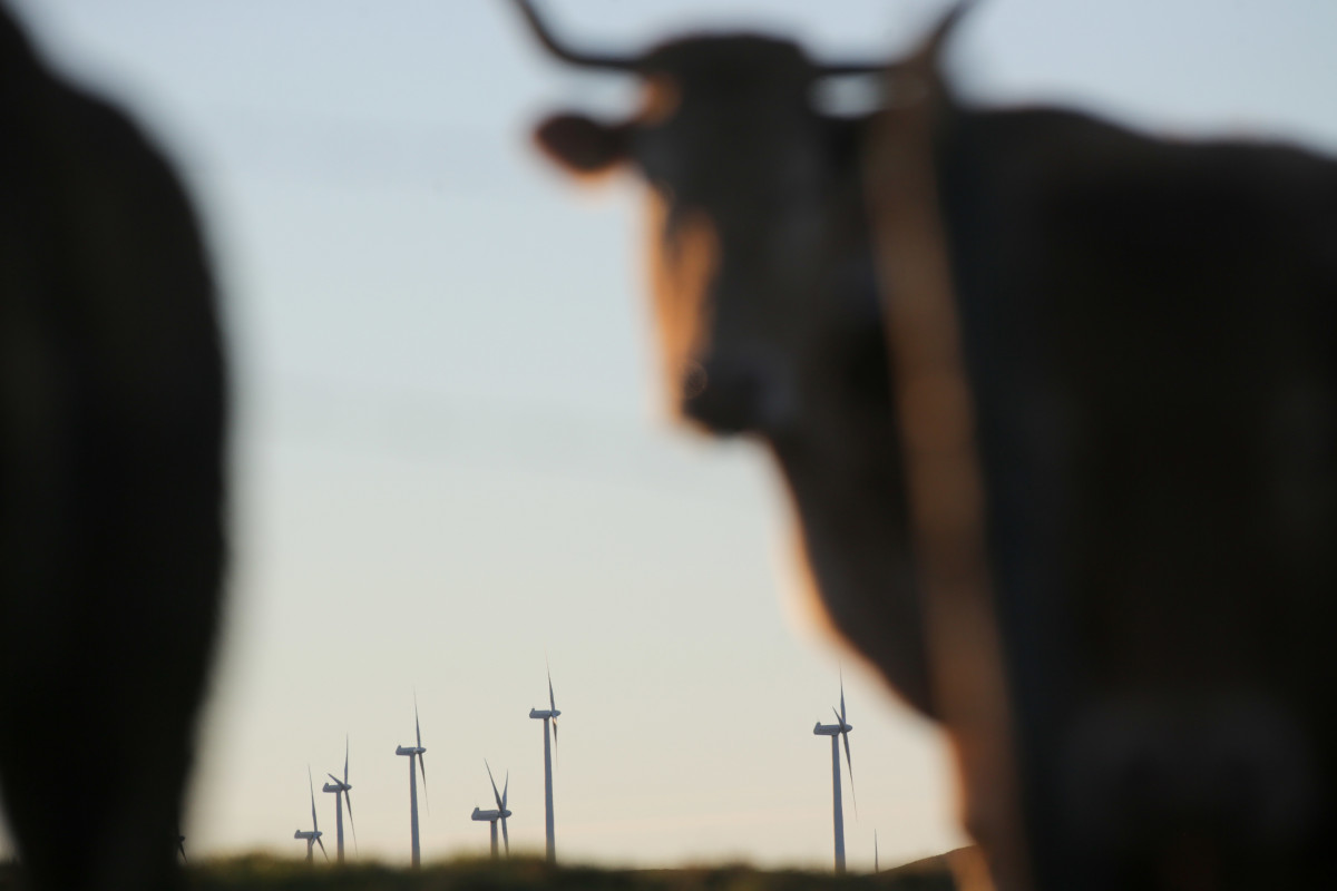Archivo - Una vaca frente a aerogeneradores en el Parque eólico de Montouto, de la Serra do Xistral, en la comarca de Terra Cha, a 22 de febrero de 2022, en Abadín, en Lugo, Galicia (España). La nu