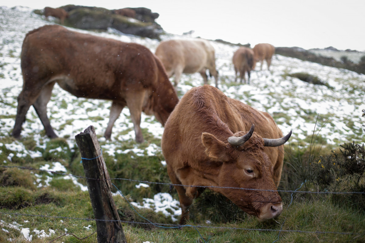 Varias vacas pastan en la Sierra do Xistral, a 23 de febrero de 2023, en Abadín (Lugo).
