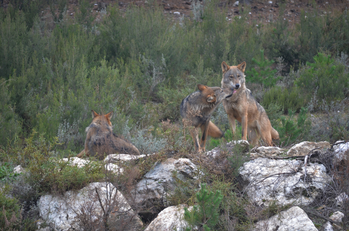 Archivo - Ejemplares de lobo ibérico