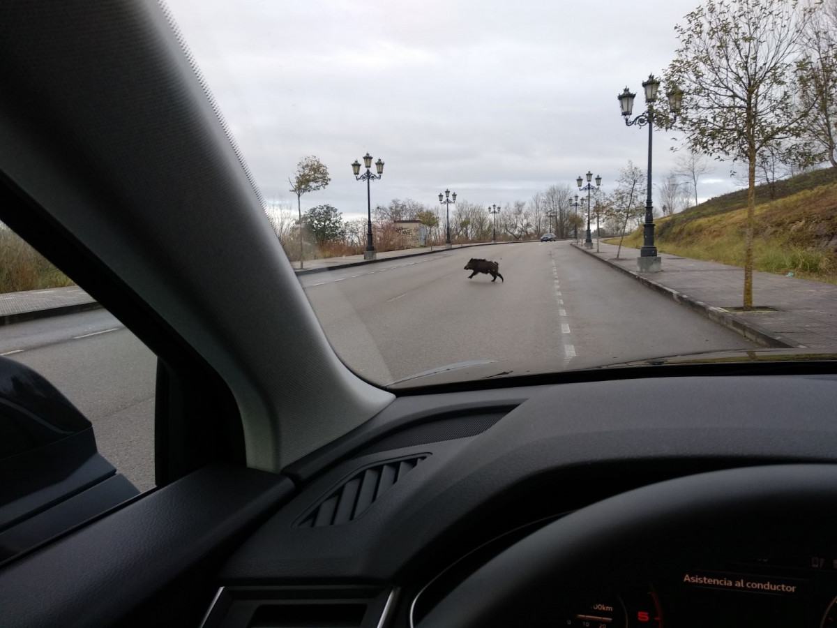 Archivo - Jabalí en la carretera