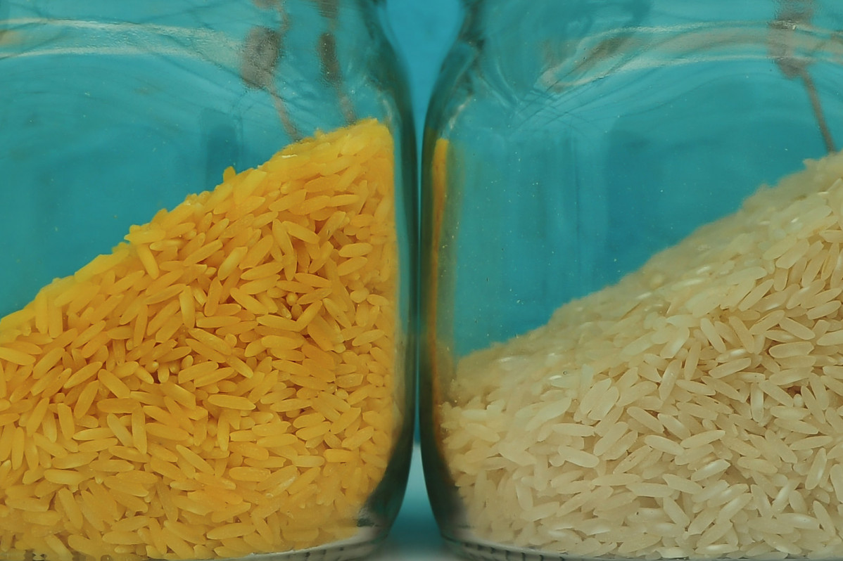 Golden Rice es un tipo de arroz creado genu00e9ticamente enriquecido con vitamina A clave para el sistema inmunolu00f3gico en una foto de Isagani Serrano para IRRI Flickr CC BYNC SA 20