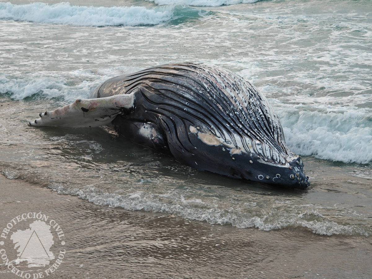 Ballena ferrol