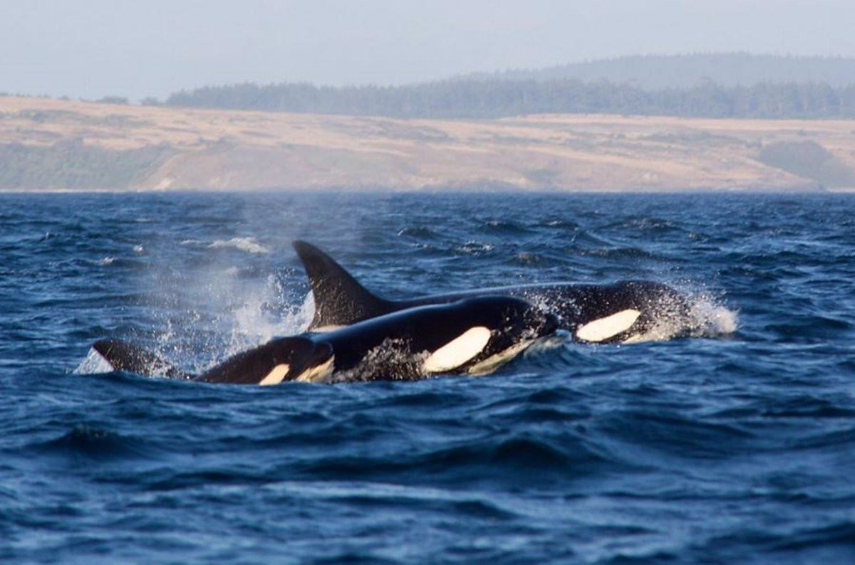 Orcas