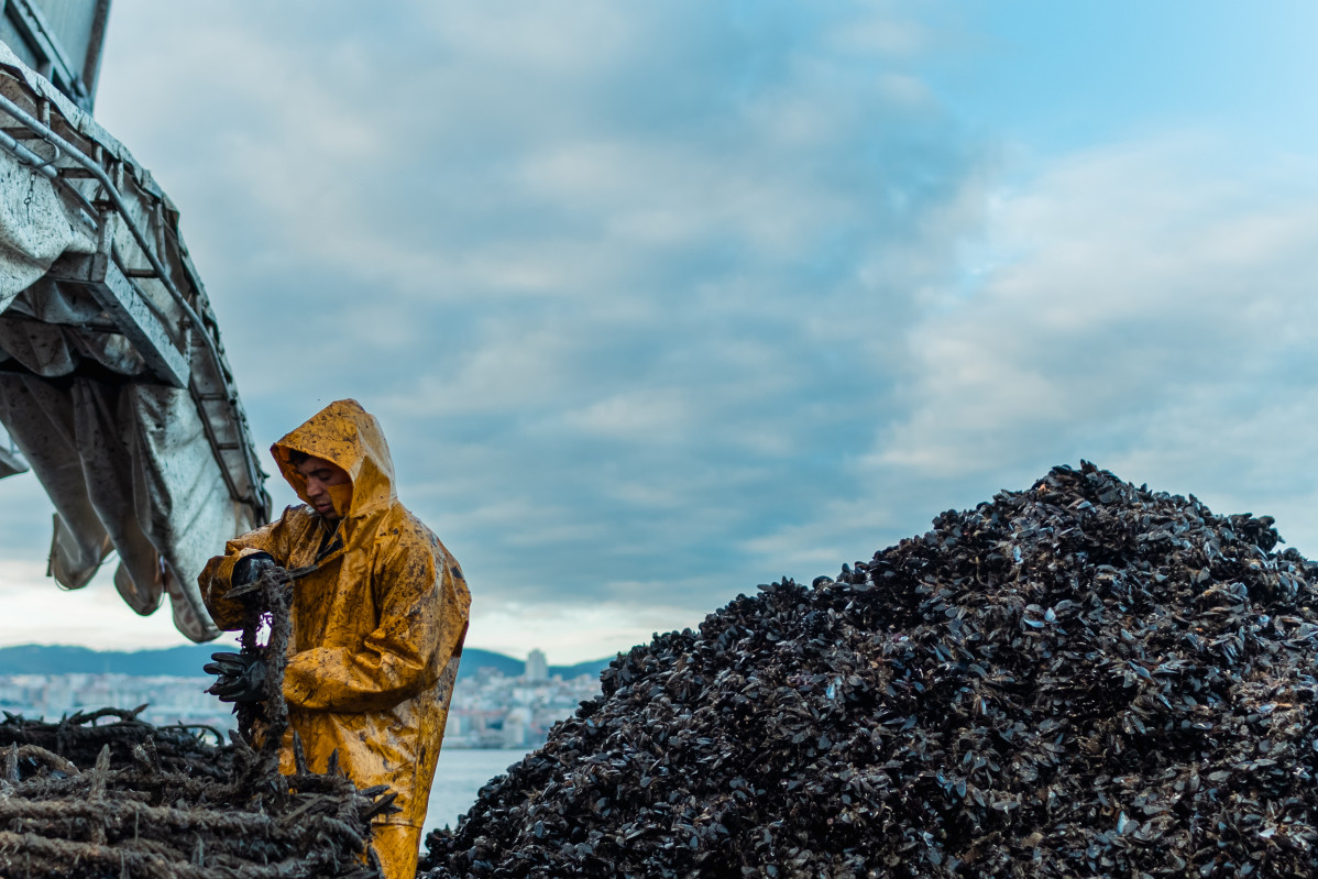 Un hombre participa en la pesca de mejillones, a 2 de septiembre, en Pontevedra, Galicia (España).