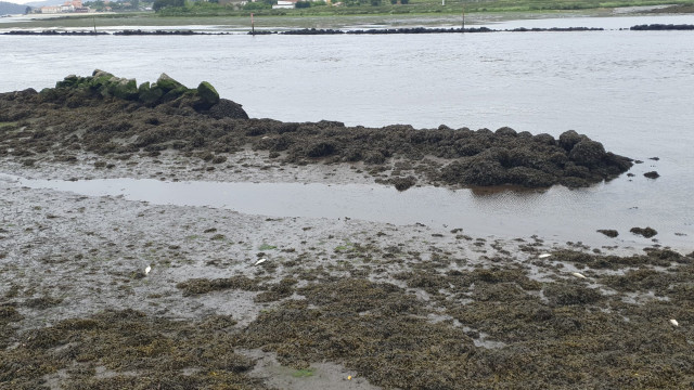 Pescado muerto en la ría de Pontevedra y el río Lérez.