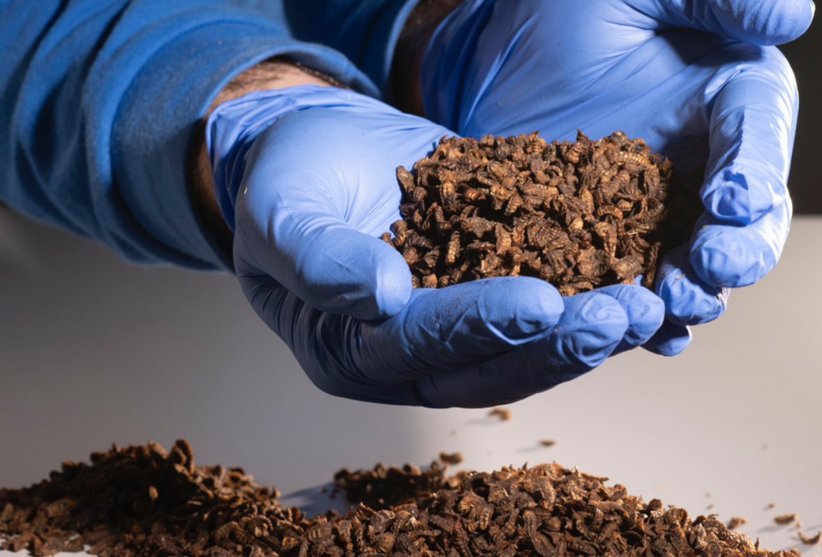Larvas de mosca de Bioflytech