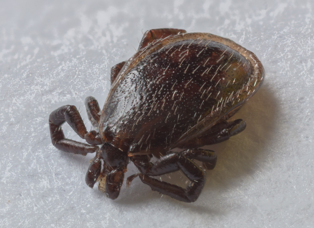 Garrapata Común Ixodes ricinus en una foto de Diego Delso, CC BY SA 4.0 , via Wikimedia Commons