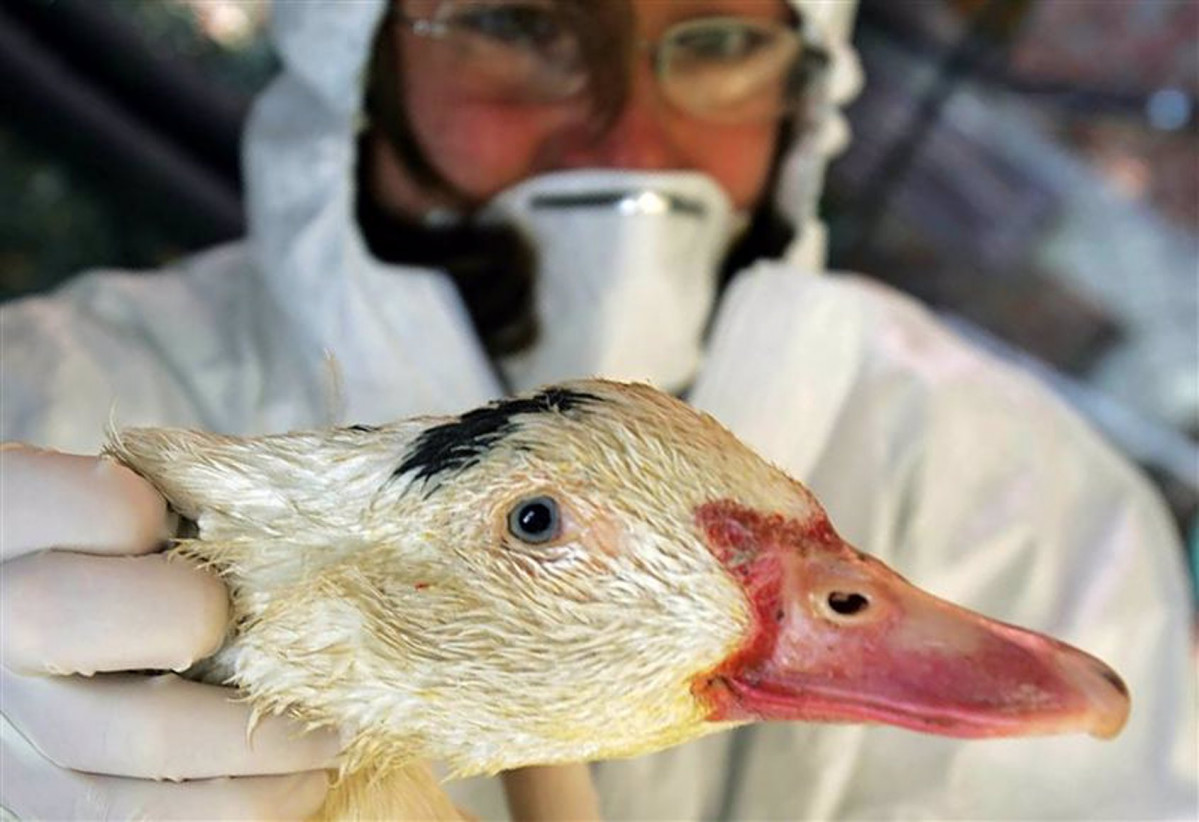 Gripe aviar europa