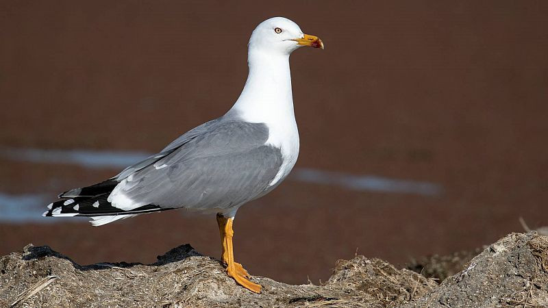 Gaviota patiamarilla gripe aviar