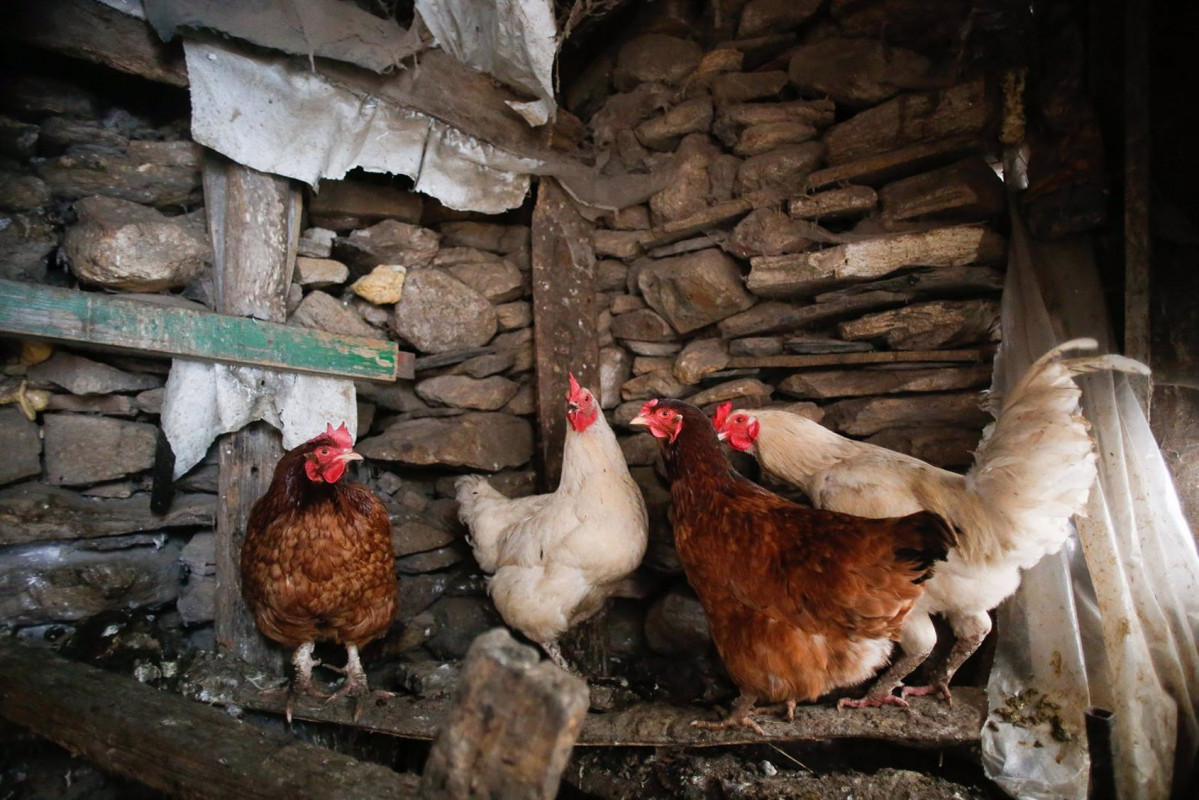 Gallinas de corral